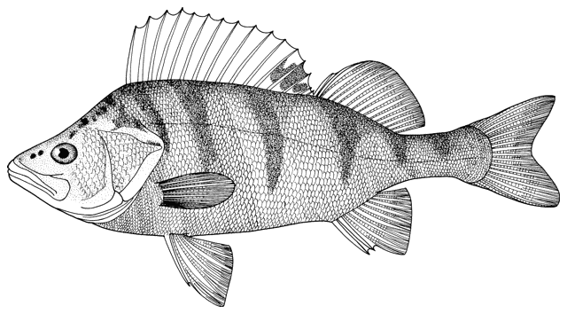 Окуни Картинки Для 1 Класса – Telegraph